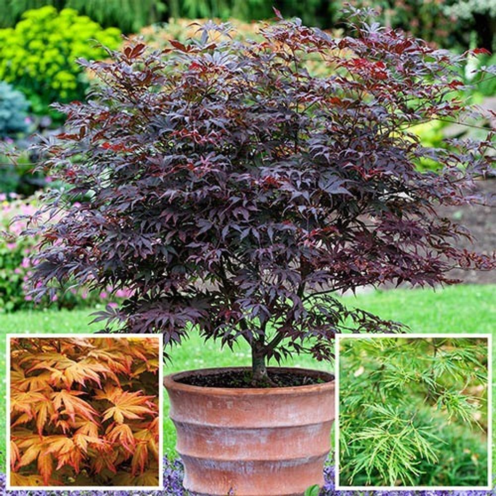 Japanese Maple Acer Collection x 3 Plants in 9cm Pots