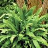 Evergreen Hardy Fern Collection x 3 Plants