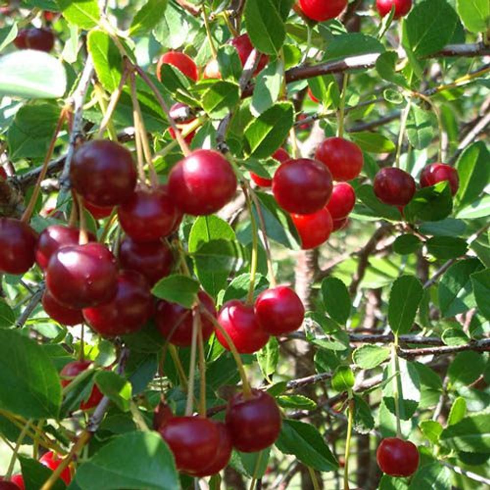 Cherry Bush 'Porthos' in 3L Pot