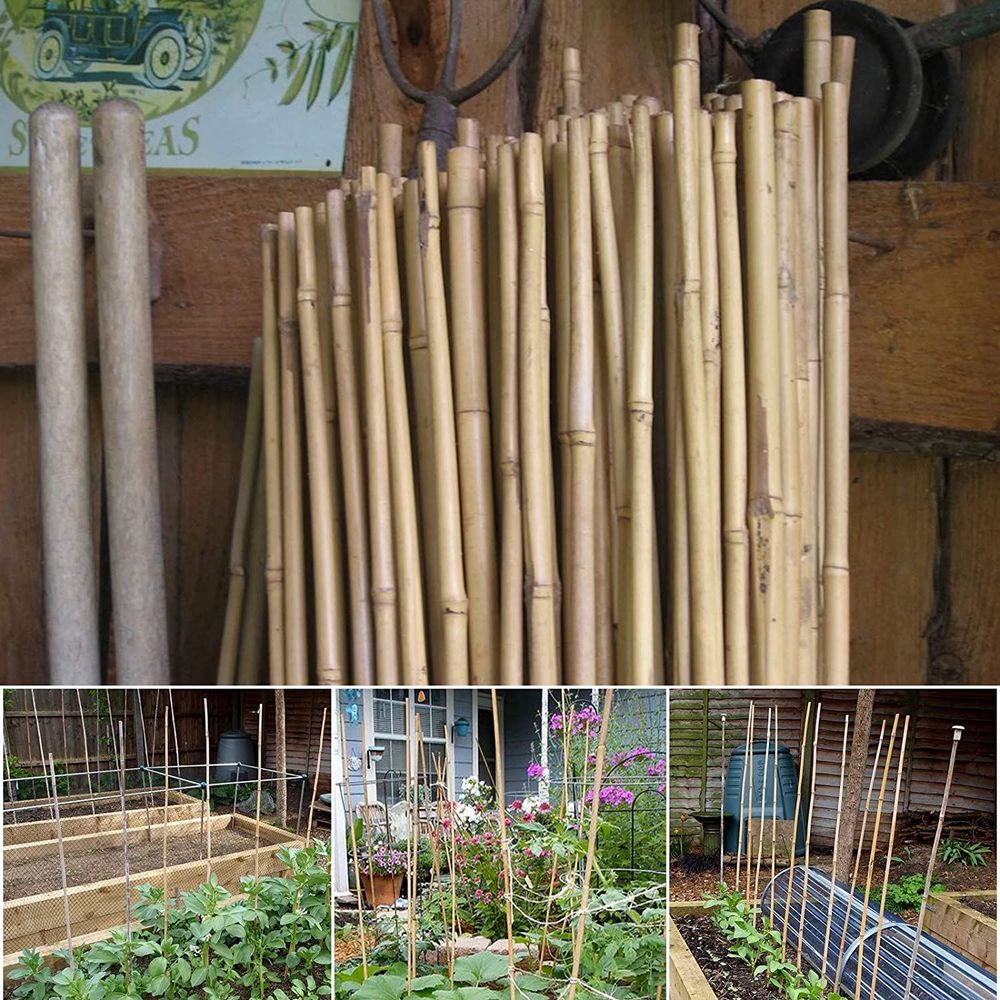 30 x 5FT Bamboo Canes 150 CM