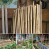30 x 5FT Bamboo Canes 150 CM