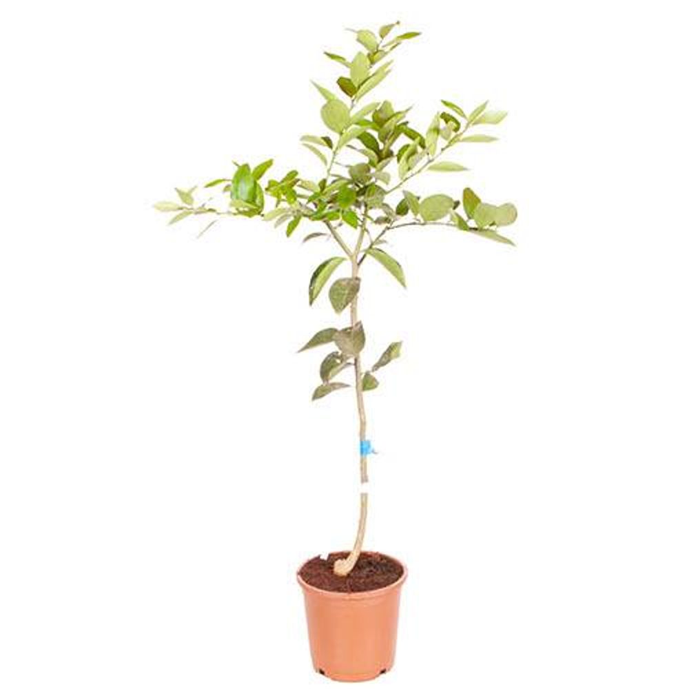 Large Lime Tree in 6.5L Pot