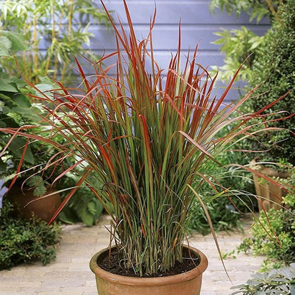 Imperata 'Red Baron' x 3 Plants in 9cm Pots