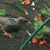 Garden Netting Anti Bird Veg Fruit Plant Pond Net Protection Water. Variation[Birds,1 X Pcs,2 X 10 M]