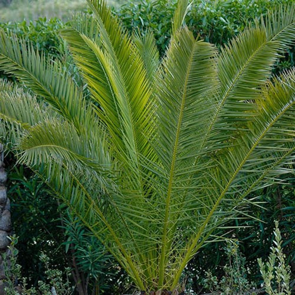 Pair of Phoenix Palms 70-80cm Tall