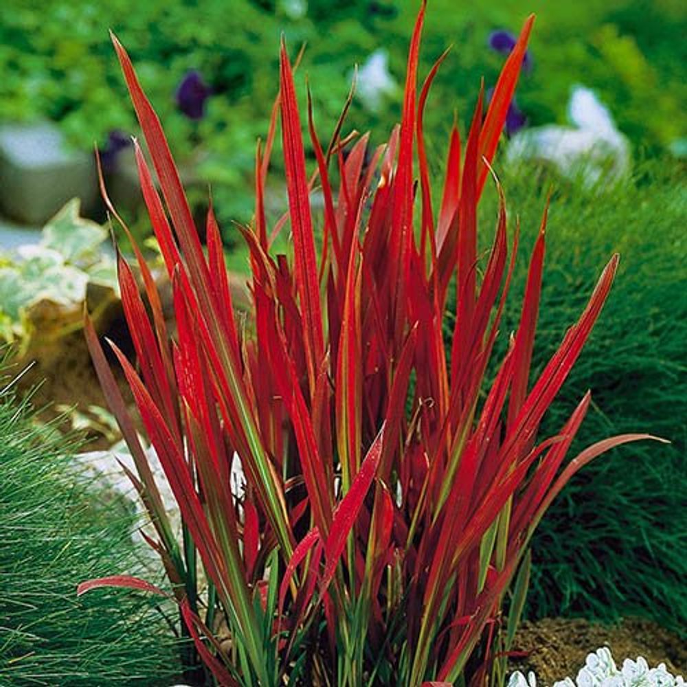 Imperata 'Red Baron' x 3 Plants in 9cm Pots