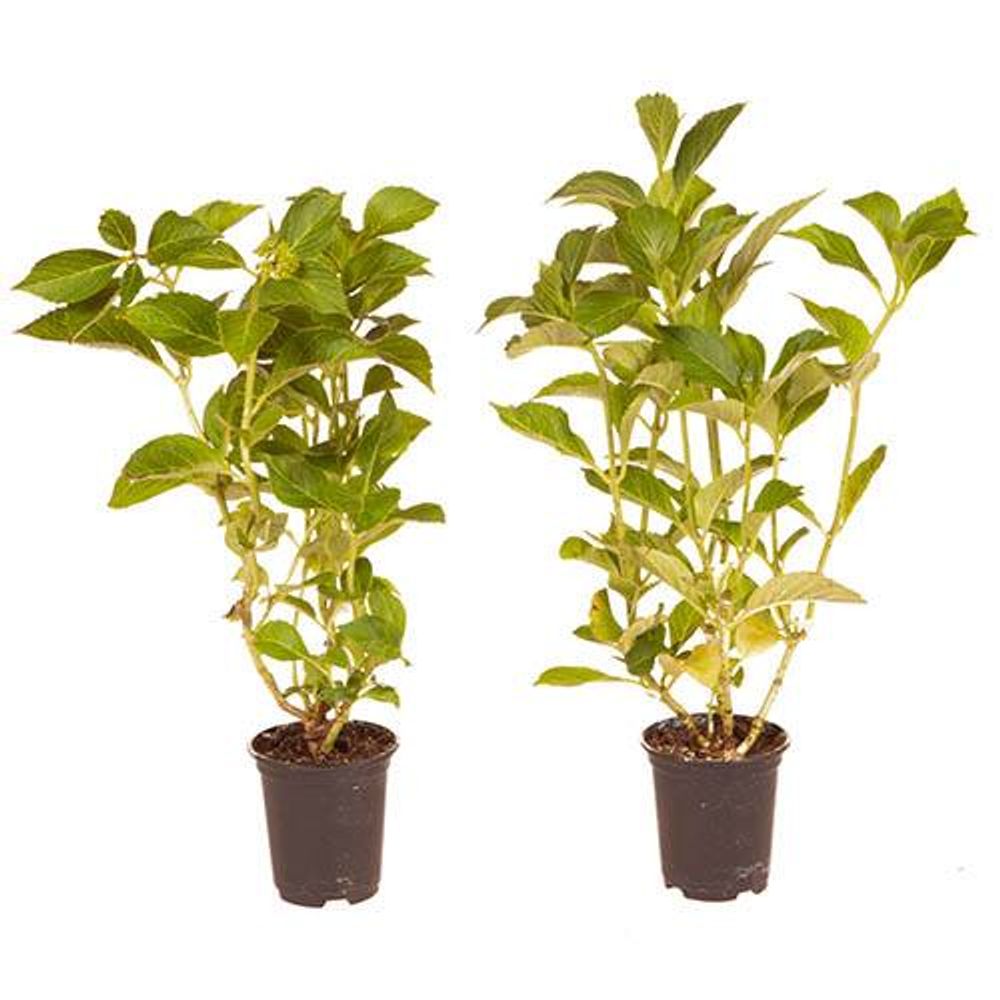 Pair of Hydrangea 'Glam Rock' Plants