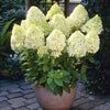 Hydrangea Paniculata 'Limelight'  3 x 9cm