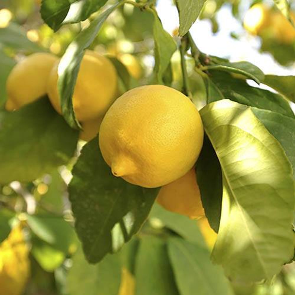 Citrus Lemon 'Citron' Tree 9cm Pot
